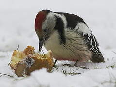 Middle Spotted Woodpecker