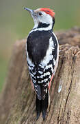 Middle Spotted Woodpecker