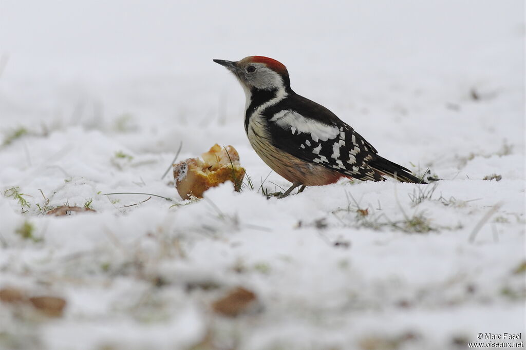 Middle Spotted Woodpecker female adult, feeding habits, Behaviour