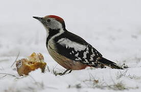 Middle Spotted Woodpecker