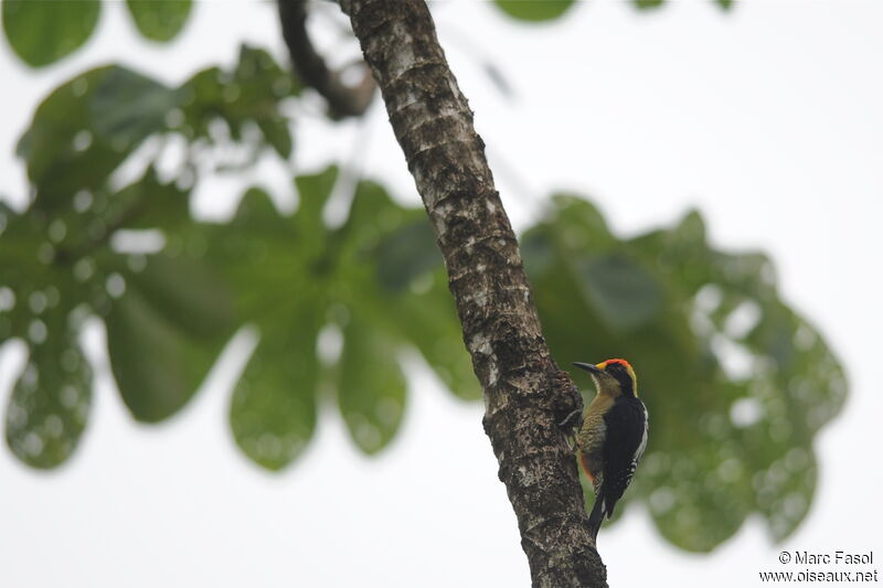 Golden-naped Woodpecker male adult, identification, feeding habits, Behaviour