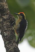 Golden-naped Woodpecker