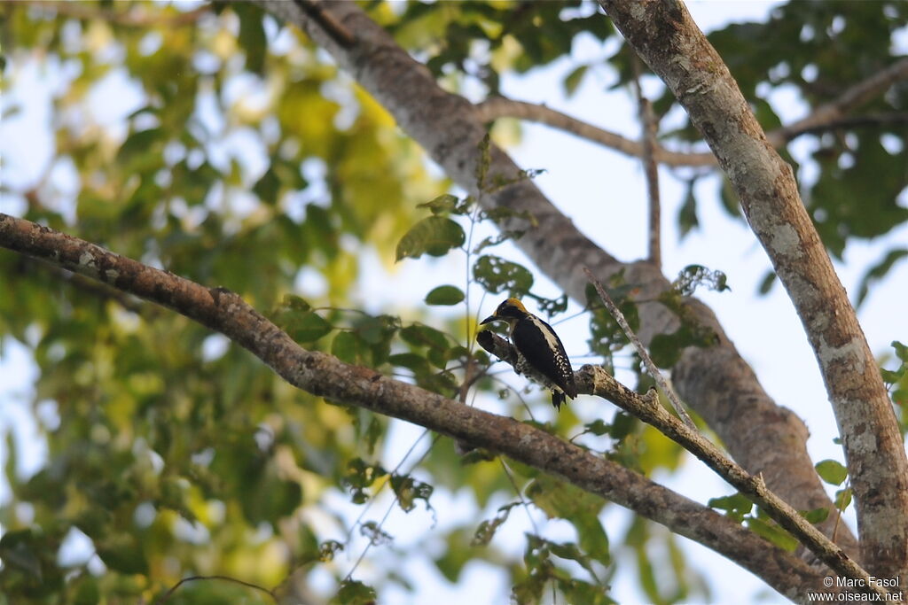 Golden-naped Woodpecker female adult, identification