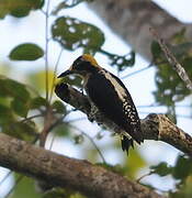 Golden-naped Woodpecker