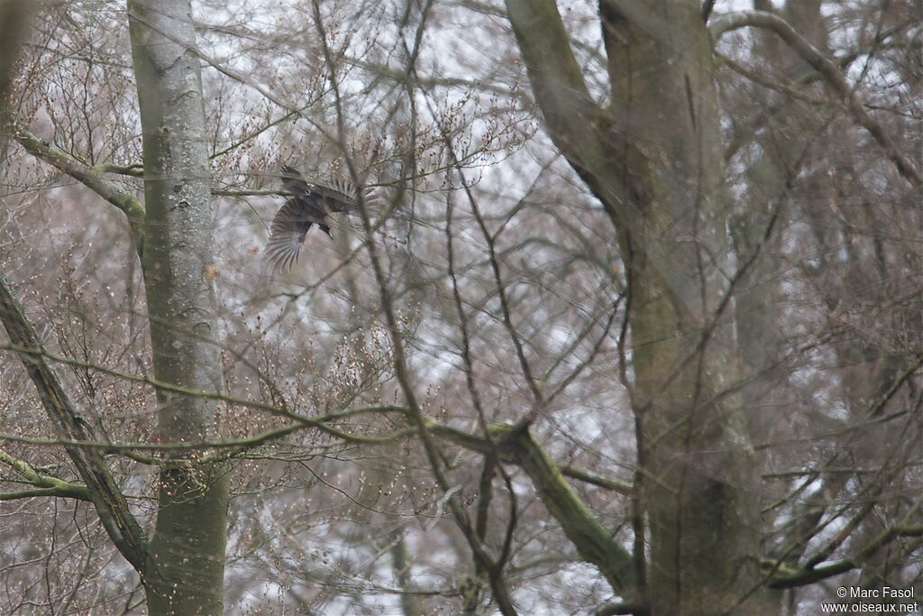 Black Woodpecker male, Flight