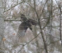 Black Woodpecker