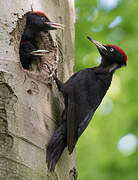 Black Woodpecker