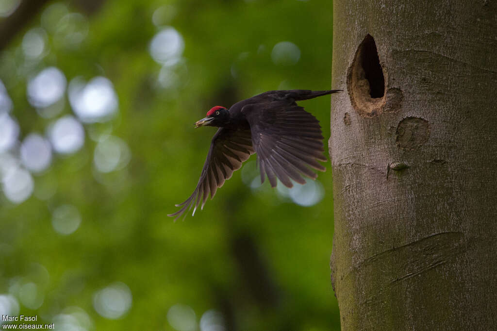 Black Woodpecker male adult, Flight, Reproduction-nesting