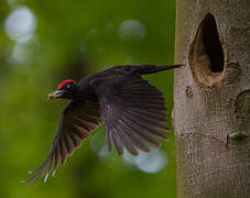 Black Woodpecker