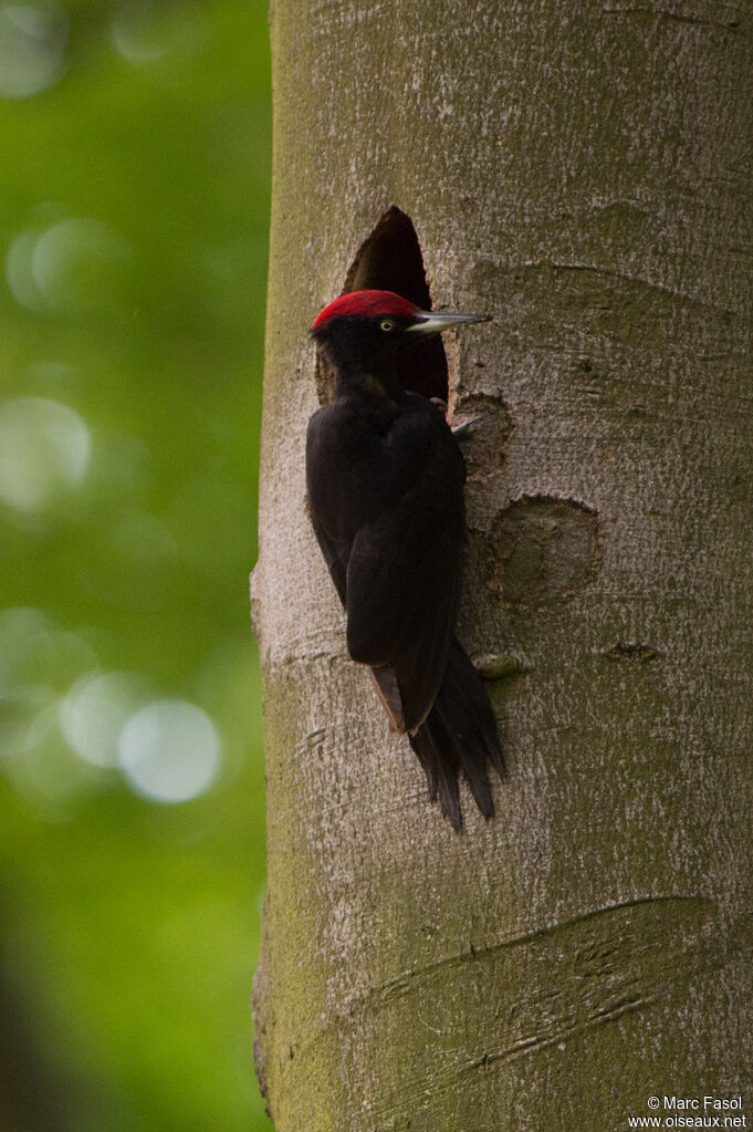 Black Woodpecker male adult, identification, Reproduction-nesting