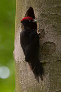 Black Woodpecker