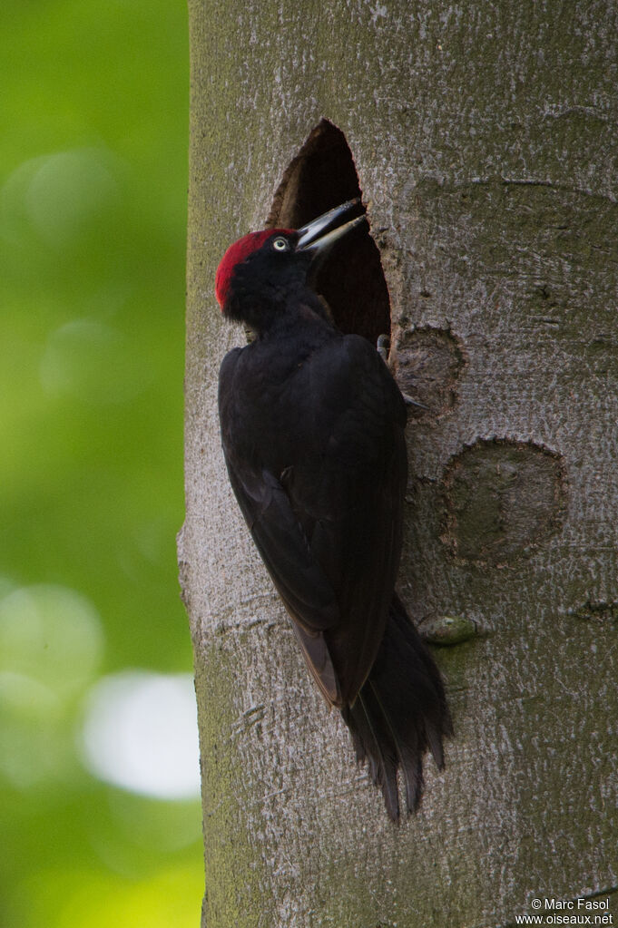 Black Woodpecker male adult, identification, Reproduction-nesting