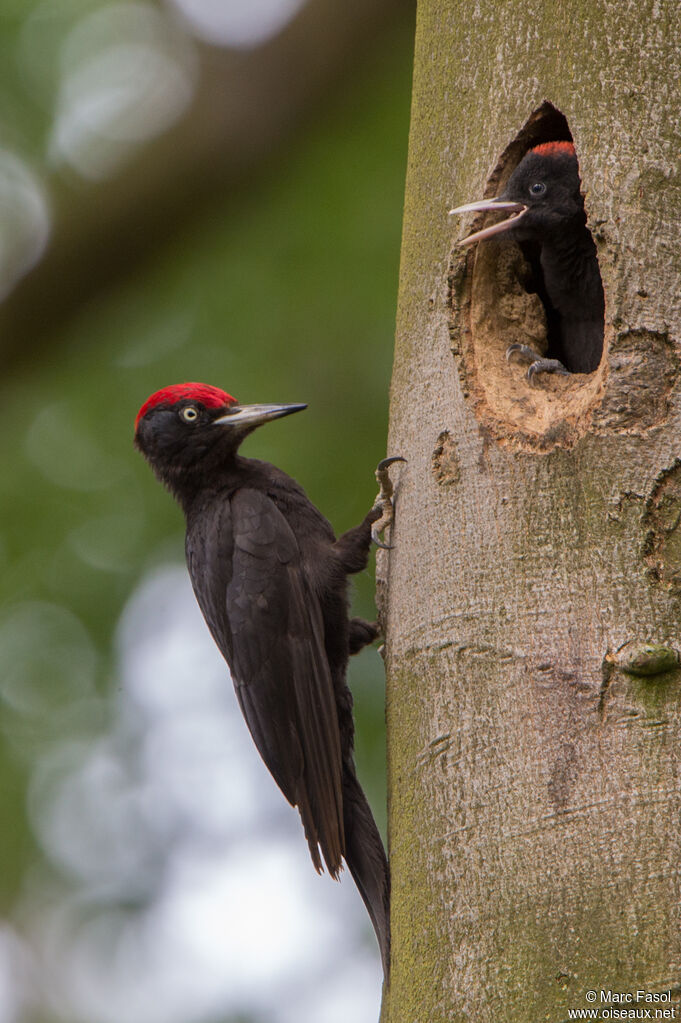 Black Woodpecker male adult breeding, identification, Reproduction-nesting