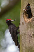 Black Woodpecker