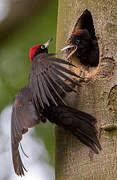 Black Woodpecker