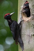 Black Woodpecker