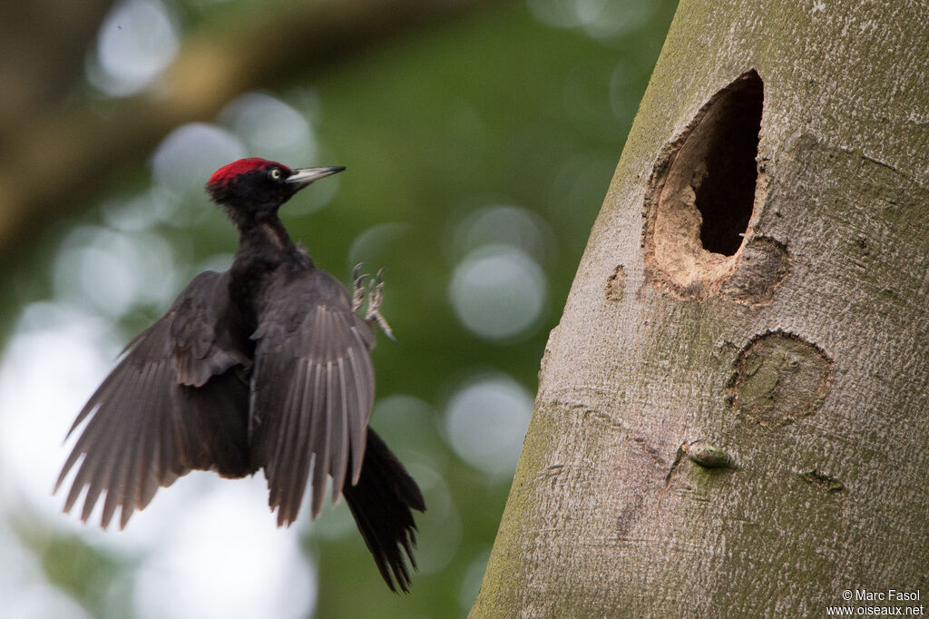 Black Woodpecker male adult, Flight