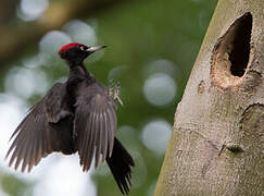 Black Woodpecker