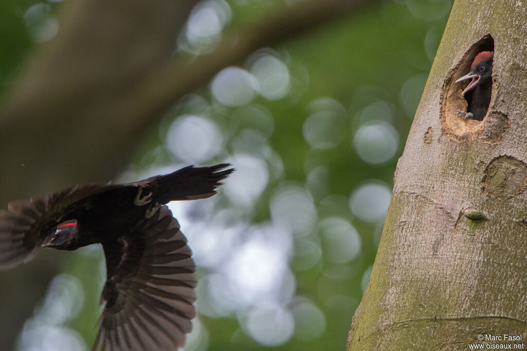 Black Woodpecker, Flight