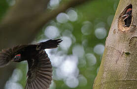 Black Woodpecker