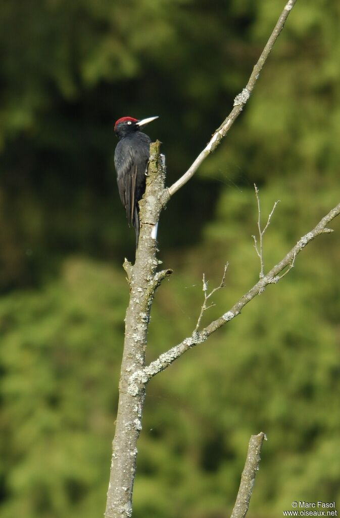 Black Woodpecker male adult, identification