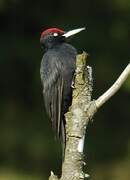 Black Woodpecker