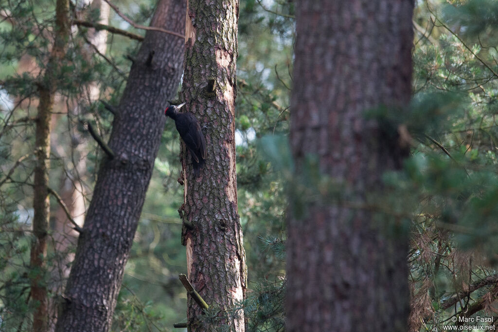 Black Woodpecker female adult, identification