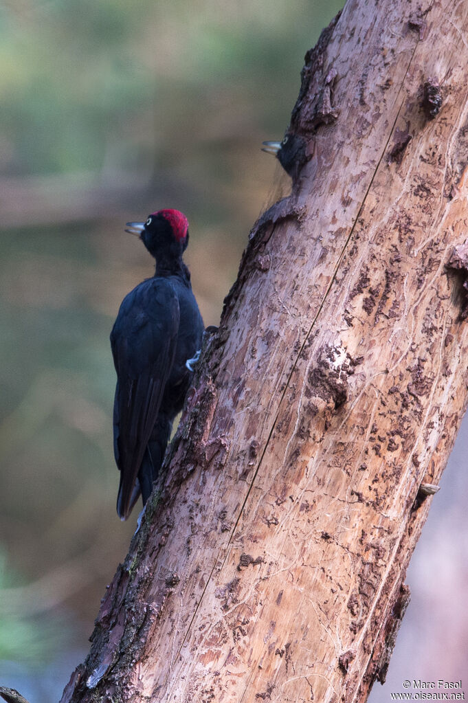 Black Woodpecker male adult, identification, fishing/hunting, song