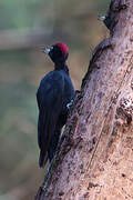 Black Woodpecker