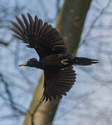 Black Woodpecker