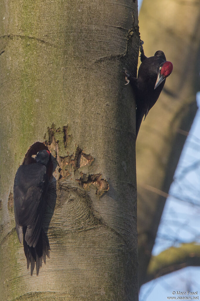 Black Woodpeckeradult breeding, Reproduction-nesting