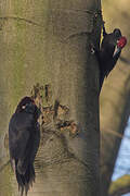 Black Woodpecker