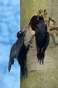 Black Woodpecker