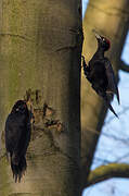 Black Woodpecker