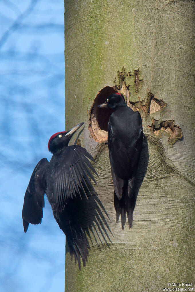 Black Woodpeckeradult breeding, courting display, Reproduction-nesting