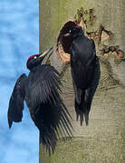 Black Woodpecker