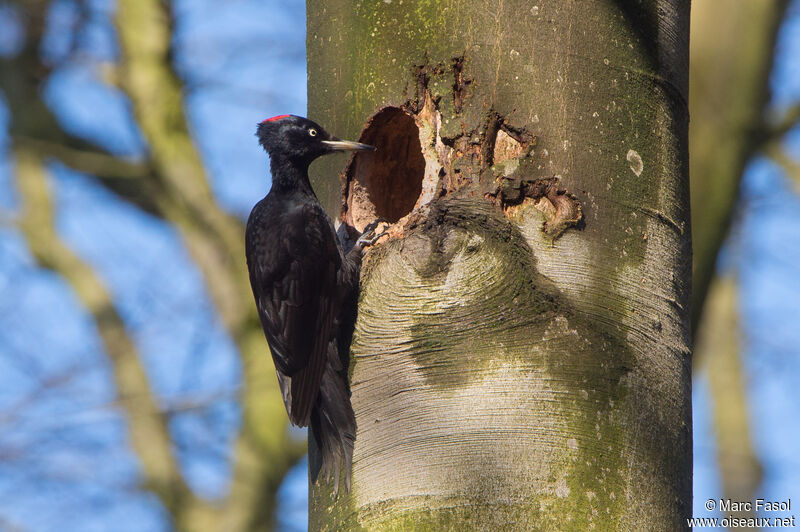 Black Woodpecker female adult, identification, Reproduction-nesting