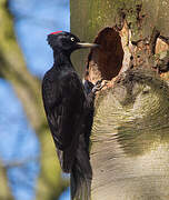 Black Woodpecker