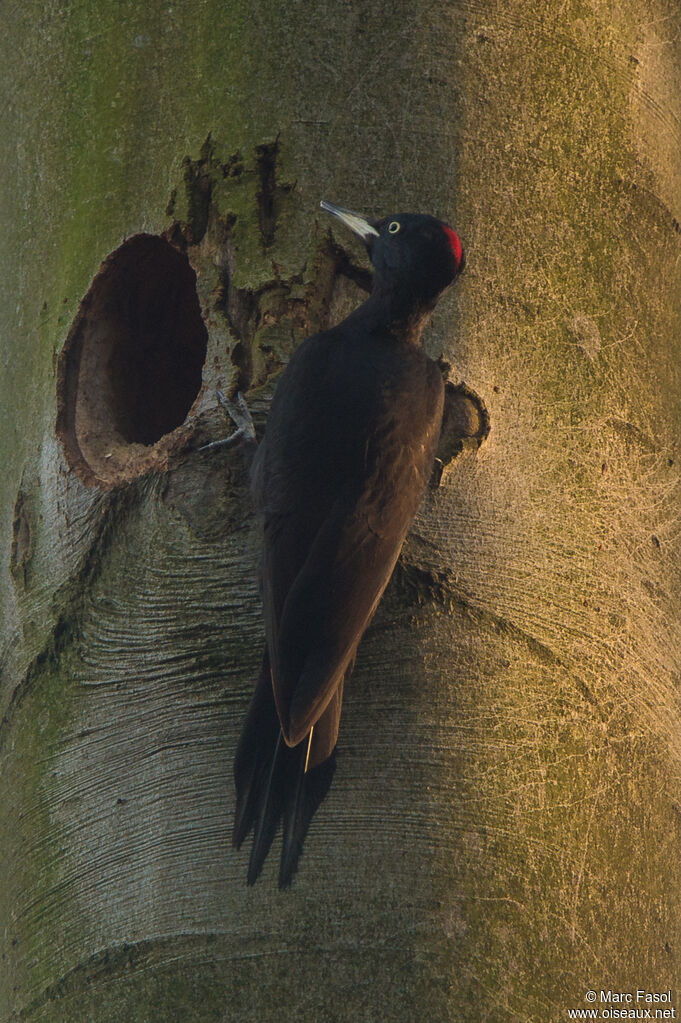 Black Woodpecker female adult, identification, Reproduction-nesting