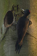 Black Woodpecker