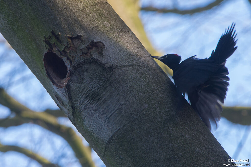 Black Woodpecker female adult, courting display, Reproduction-nesting