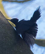 Black Woodpecker