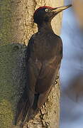 Black Woodpecker