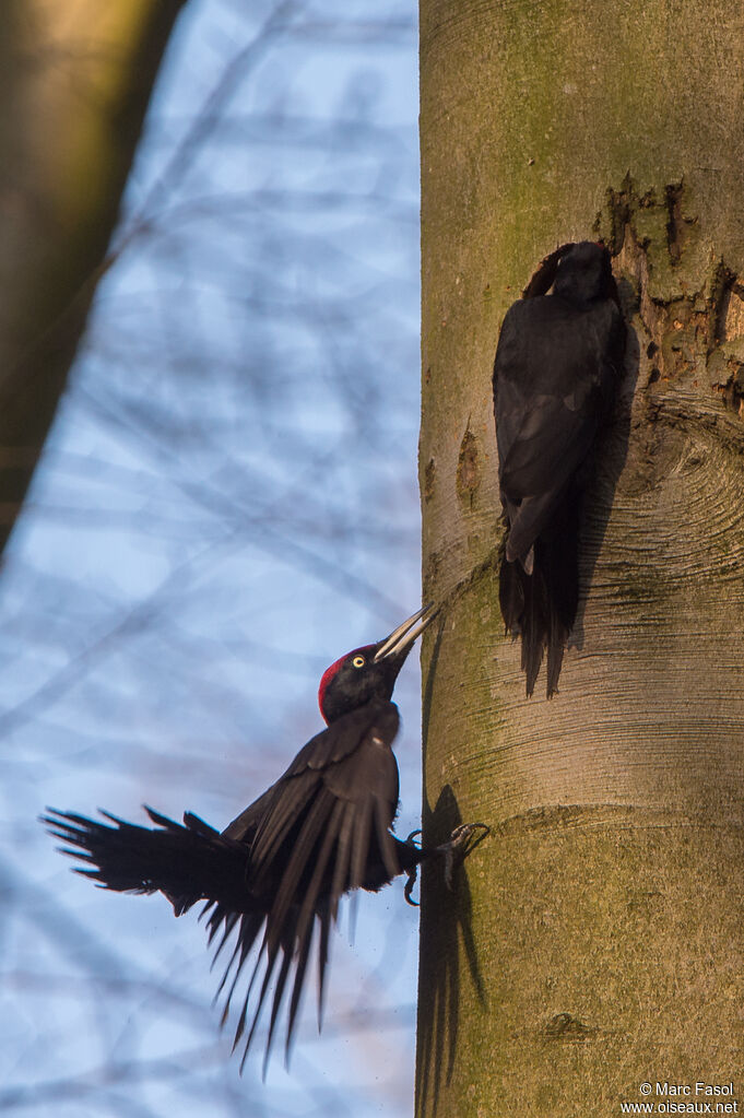 Black Woodpeckeradult breeding, courting display, Reproduction-nesting