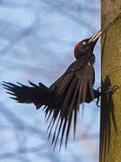 Black Woodpecker