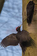 Black Woodpecker