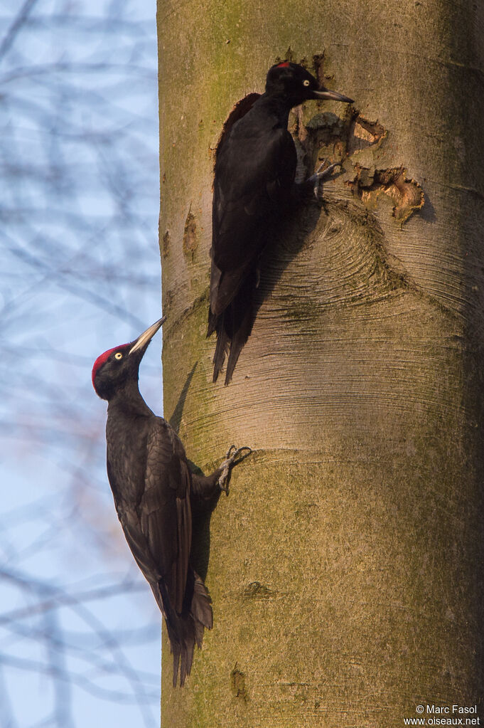 Black Woodpeckeradult breeding, courting display, Reproduction-nesting