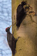 Black Woodpecker