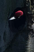 Black Woodpecker