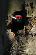 Black Woodpecker